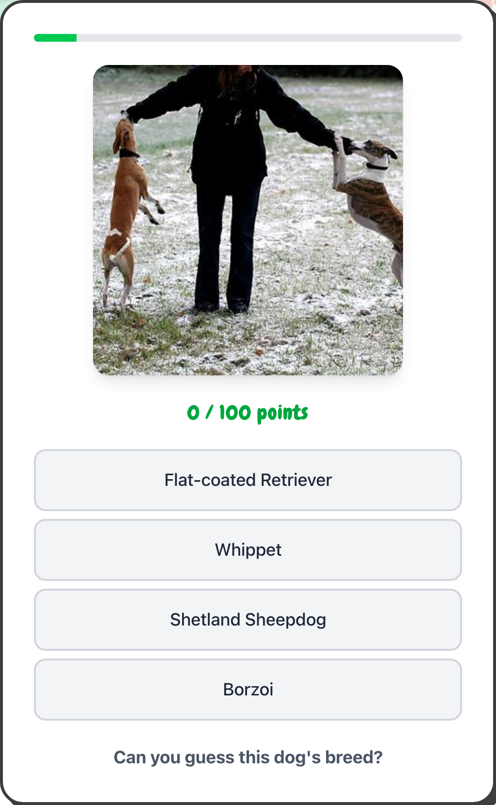 A dog photo with four breed options to choose from and a score counter